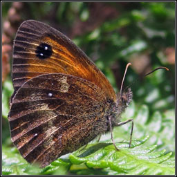 Gatekeeper / Hedge Brown, Pyronia tithonus