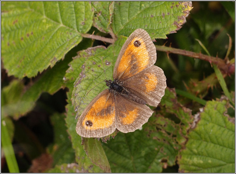 Gatekeeper / Hedge Brown, Pyronia tithonus