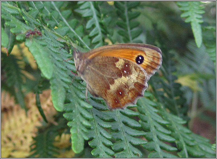 Gatekeeper / Hedge Brown, Pyronia tithonus