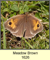 Meadow Brown, Maniola jurtina