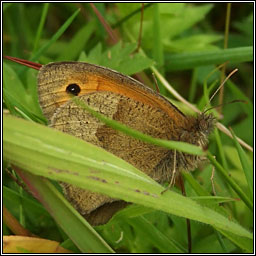 Meadow Brown, Maniola jurtina