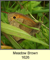 Meadow Brown, Maniola jurtina