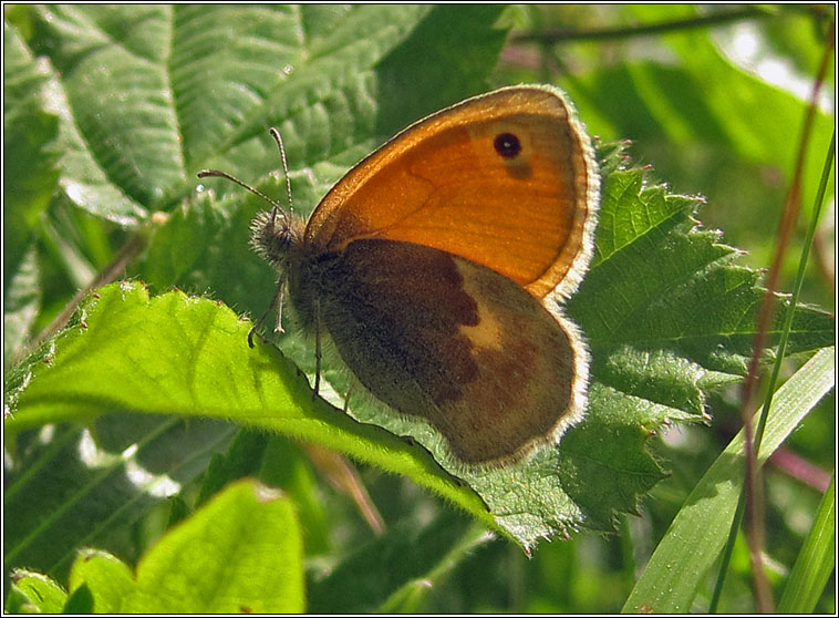 Small Heath, Coenonympha pamphilus