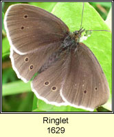 Ringlet, Aphantopus hyperantus