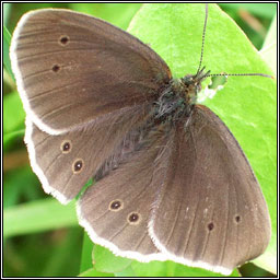 Ringlet, Aphantopus hyperantus