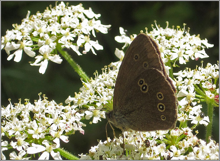 Ringlet, Aphantopus hyperantus