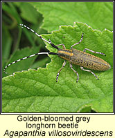 Agapanthia villosoviridescens, Golden-bloomed grey longhorn beetle