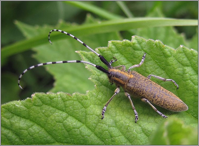 Agapanthia villosoviridescens, Golden-bloomed grey longhorn beetle