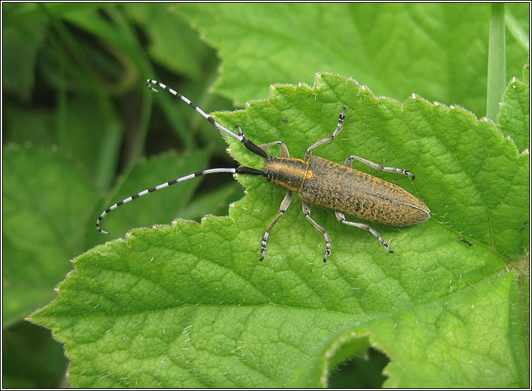 Agapanthia villosoviridescens, Golden-bloomed grey longhorn beetle