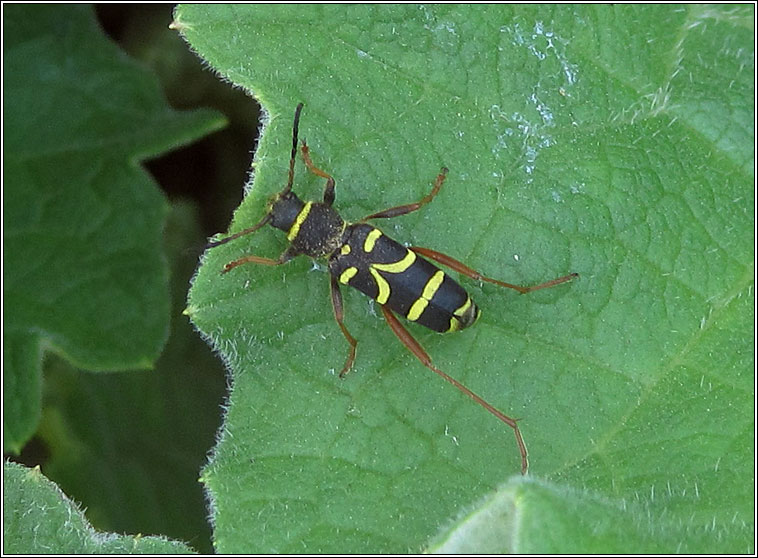 Wasp Beetle, Clytus arietis