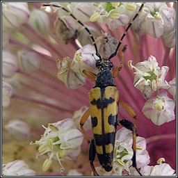 Spotted Longhorn, Rutpela maculata