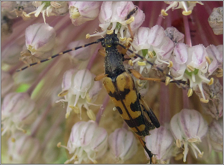 Spotted Longhorn, Rutpela maculata