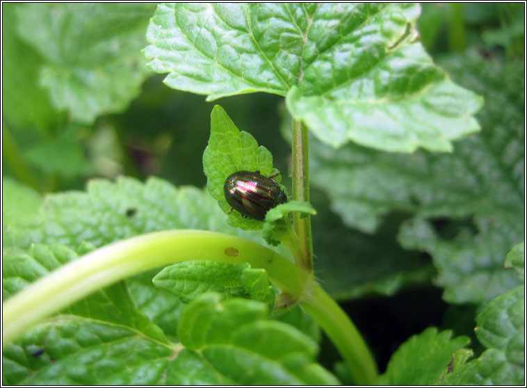 Rosemary Beetle, Chrysolina americana