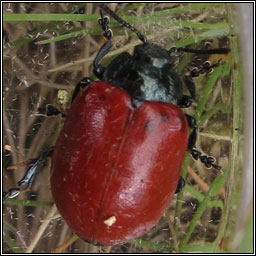 Red Poplar Leaf Beetle, Chrysomela populi