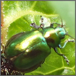 Green Dock Beetle, Gastrophysa viridula