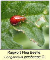 Longitarsus jacobaeae, Ragwort Flea Beetle