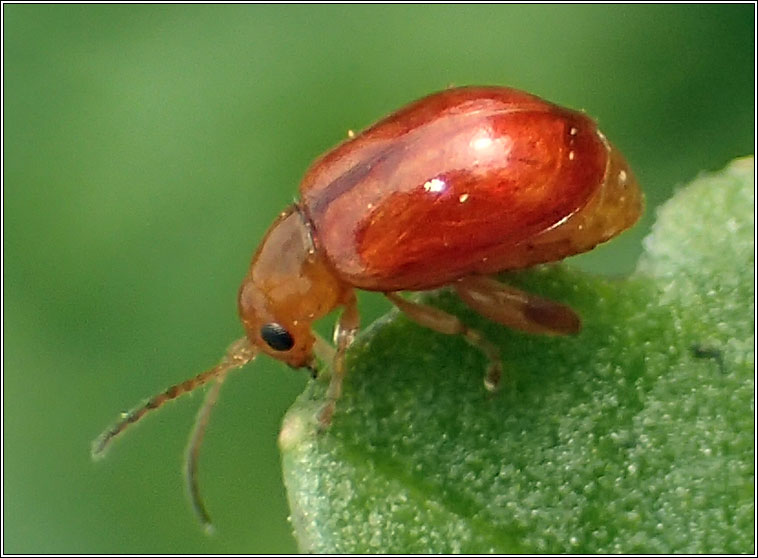 Ragwort Flea Beetle, Longitarsus jacobaeae