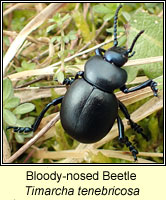 Timarcha tenebricosa, Bloody-nosed Beetle