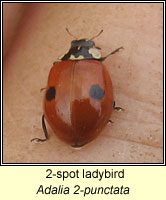 Adalia 2-punctata, 2-spot ladybird