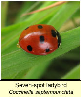 Coccinella 7-septempunctata, 7-spot ladybird
