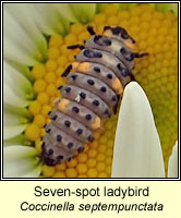 Coccinella 7-septempunctata, 7-spot ladybird