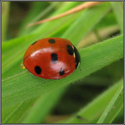 7-spot ladybird, Coccinella 7-septempunctata