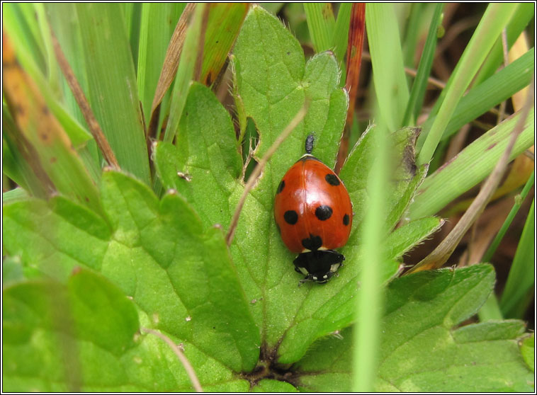 7-spot ladybird, Coccinella 7-septempunctata