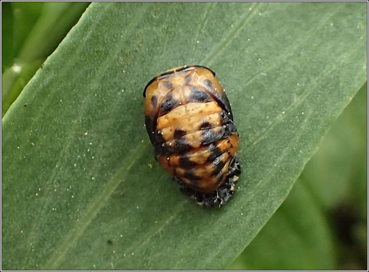 7-spot ladybird, Coccinella 7-septempunctata