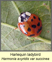 Harmonia axyridis, Harlequin ladybird