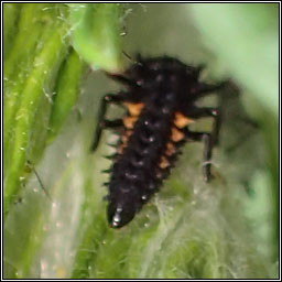 Harlequin ladybird, Harmonia axyridis