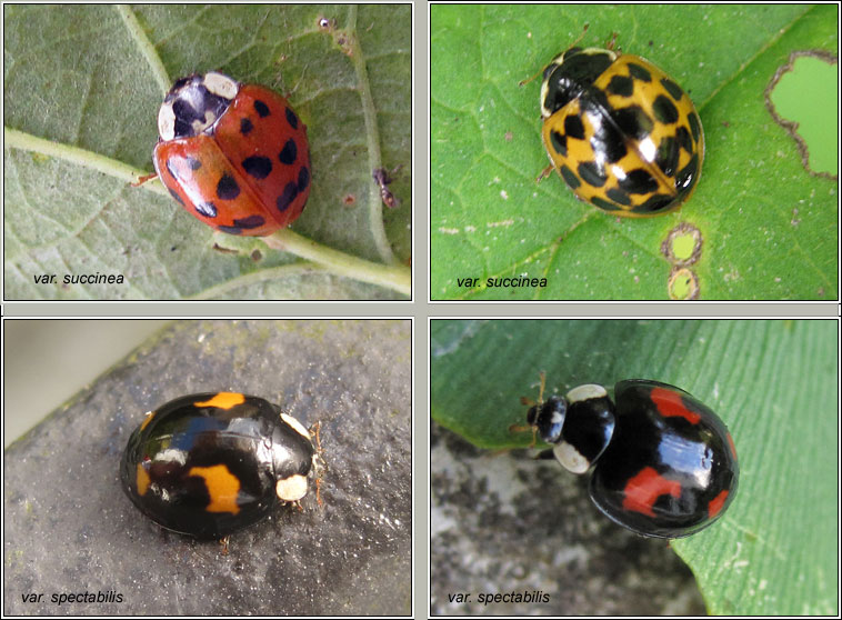 Harlequin ladybird, Harmonia axyridis