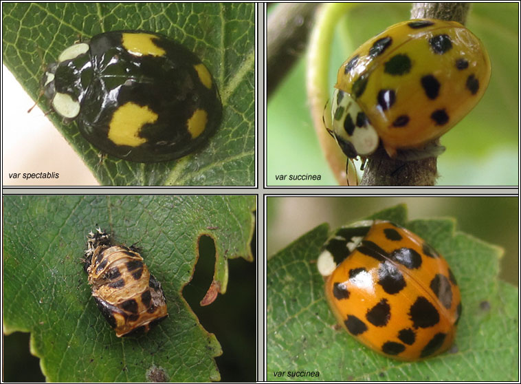 Harlequin ladybird, Harmonia axyridis