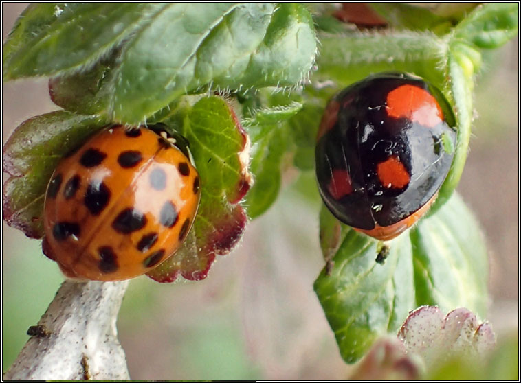 Harlequin ladybird, Harmonia axyridis