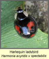 Harmonia axyridis, Harlequin ladybird