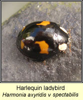 Harmonia axyridis, Harlequin ladybird