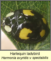 Harmonia axyridis, Harlequin ladybird