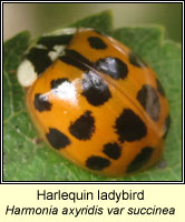 Harmonia axyridis, Harlequin ladybird