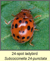 Subcoccinella 24-punctata, 24-spot ladybird