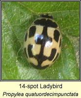 Propylea quatuordecimpunctata, 14-spot Ladybird