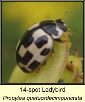 Propylea quatuordecimpunctata, 14-spot Ladybird