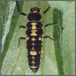 14-spot Ladybird, Propylea quatuordecimpunctata