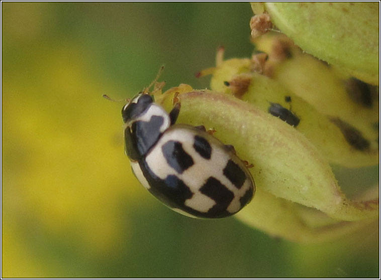 14-spot Ladybird, Propylea quatuordecimpunctata