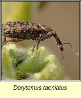 Dorytomus taeniatus