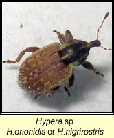 Hypera ononidis or nigrirostris