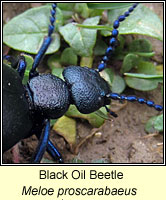 Meloe proscarabaeus, Black Oil Beetle