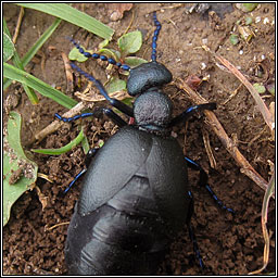 Black Oil Beetle, Meloe proscarabaeus