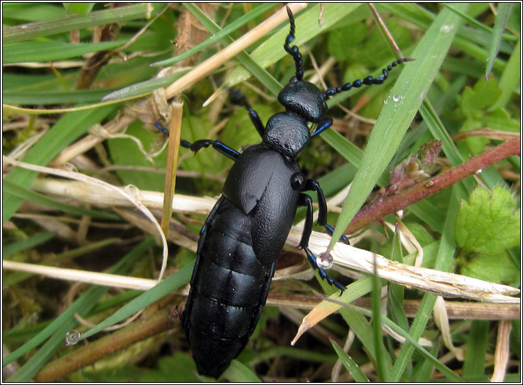 Black Oil Beetle, Meloe proscarabaeus