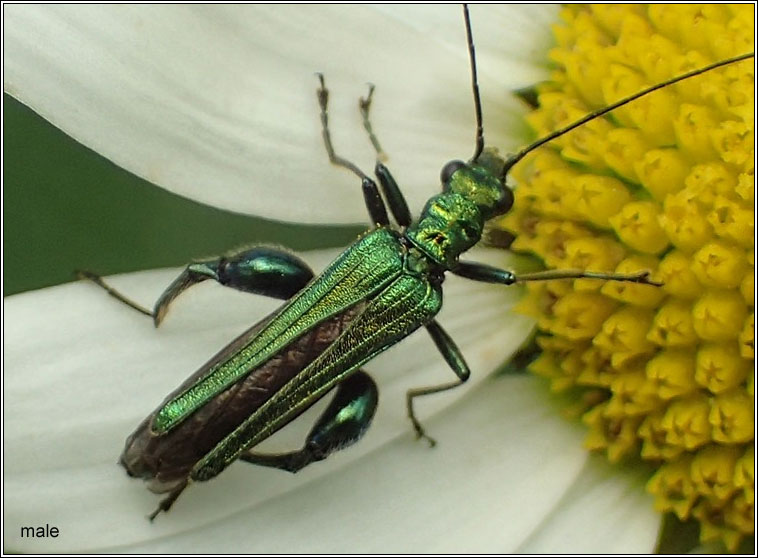 Thick-legged Flower Beetle, Oedemera nobilis