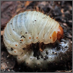 Rose Chafer, Cetonia aurata