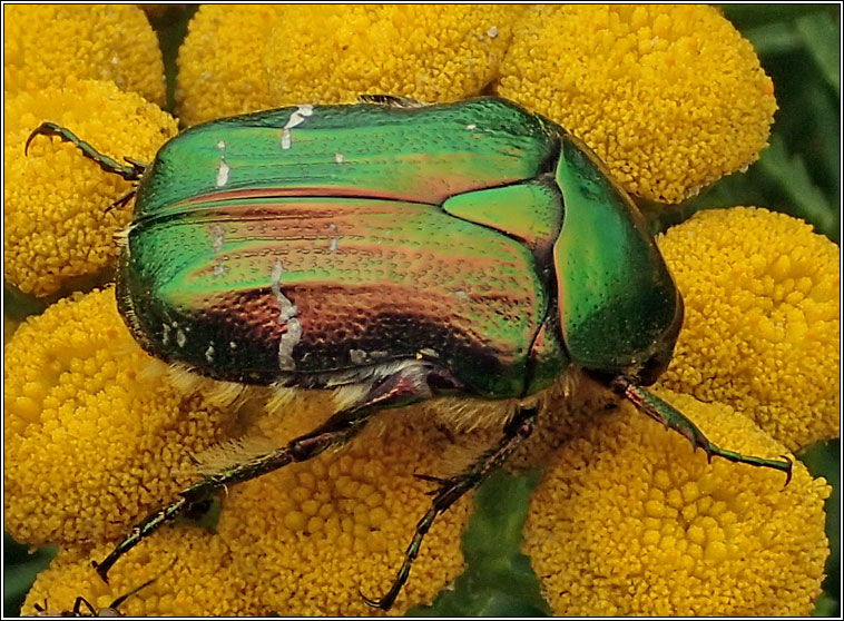 Rose Chafer, Cetonia aurata